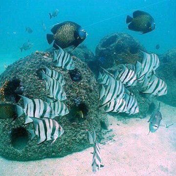 ftlaudrbangelandspadefish