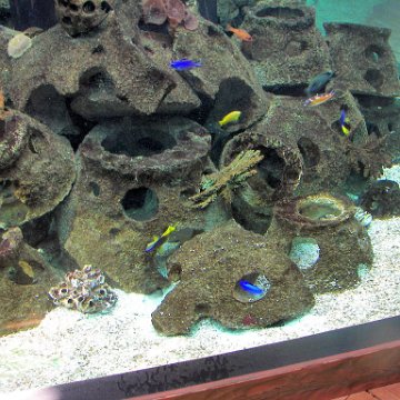 fishtanksaquariumswithreefballs