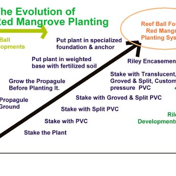 evolutionofredmangroveplantingdraft