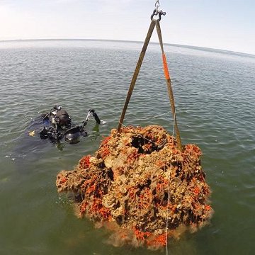 outofwatermonitoringReefBall