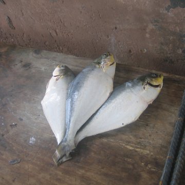 IMG_9312 IMG_9312