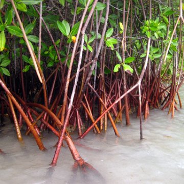 MangroveMonitoring2010