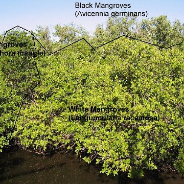 Maiden Island Red Mangrove Restoration Project