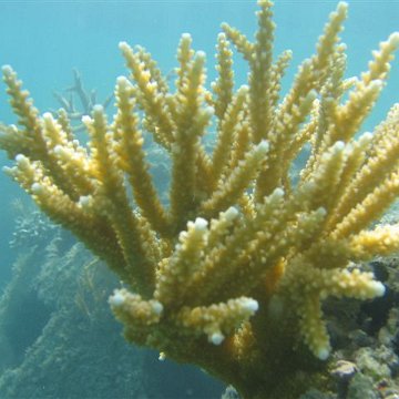 underwatermonitoring
