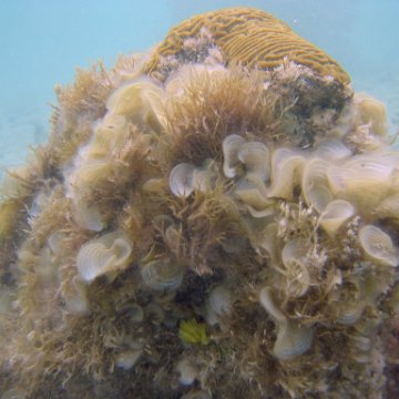 sarapicsmonitoring_005 sarapicsmonitoring_005