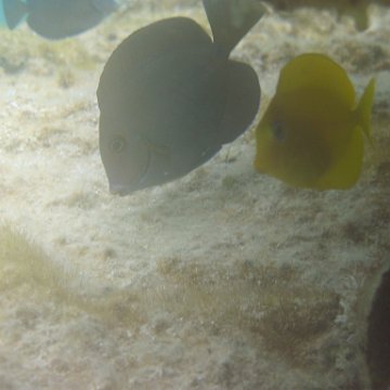 sarapicsmonitoring_027 sarapicsmonitoring_027