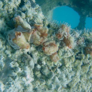 sarapicsmonitoring_059 sarapicsmonitoring_059