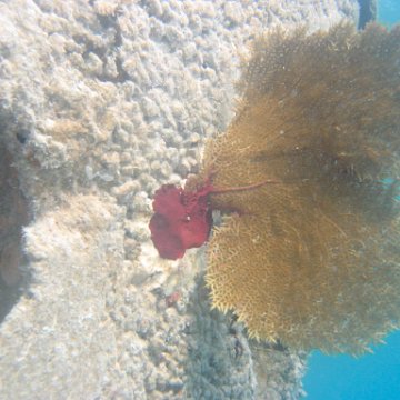 sarapicsmonitoring_076 sarapicsmonitoring_076