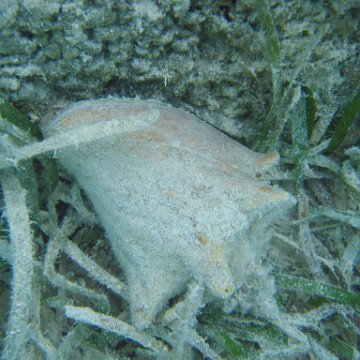 conch