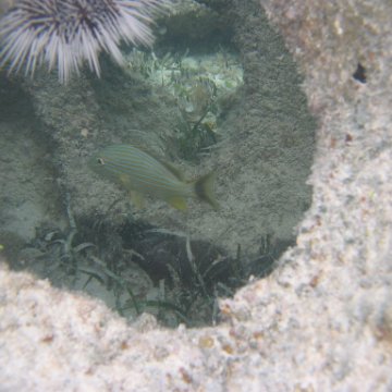sarapicsmonitoring_011 sarapicsmonitoring_011