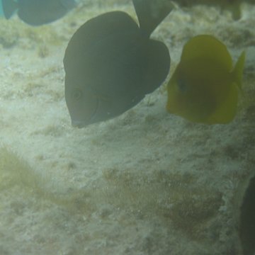 sarapicsmonitoring_027 sarapicsmonitoring_027