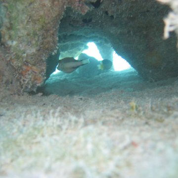 sarapicsmonitoring_055 sarapicsmonitoring_055