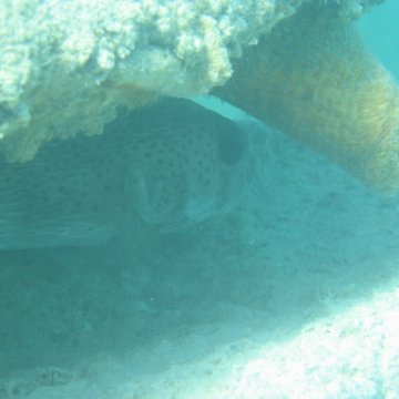 sarapicsmonitoring_063 sarapicsmonitoring_063