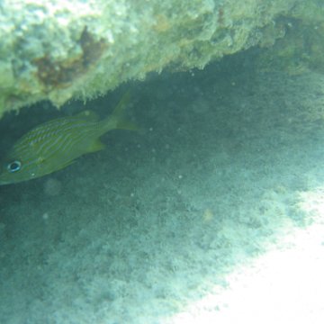 sarapicsmonitoring_064 sarapicsmonitoring_064