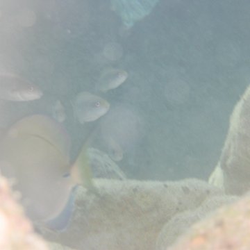 sarapicsmonitoring_078 sarapicsmonitoring_078