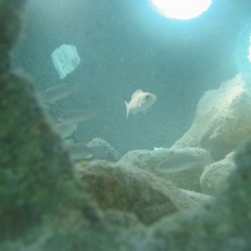 sarapicsmonitoring_079 sarapicsmonitoring_079