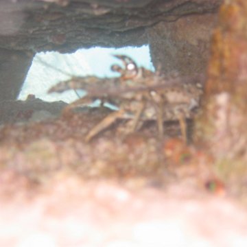 lobster