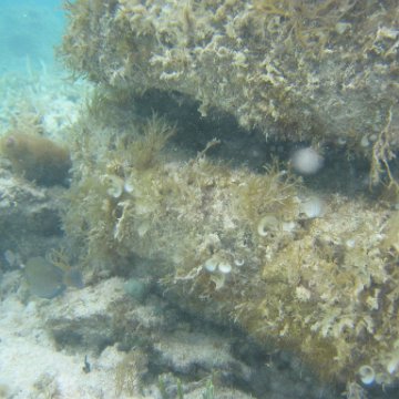 sarapicsmonitoring_003 sarapicsmonitoring_003