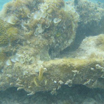 sarapicsmonitoring_004 sarapicsmonitoring_004