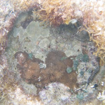 sarapicsmonitoring_008 sarapicsmonitoring_008