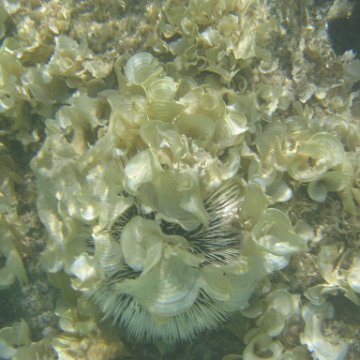 sarapicsmonitoring_046 sarapicsmonitoring_046