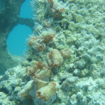sarapicsmonitoring_059 sarapicsmonitoring_059