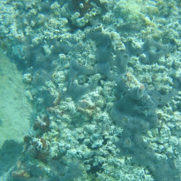 sarapicsmonitoring_061 sarapicsmonitoring_061