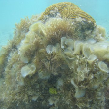 reefballs