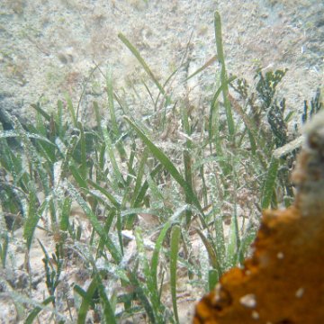 seagrass