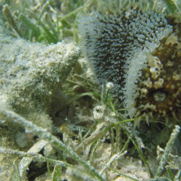 seagrass