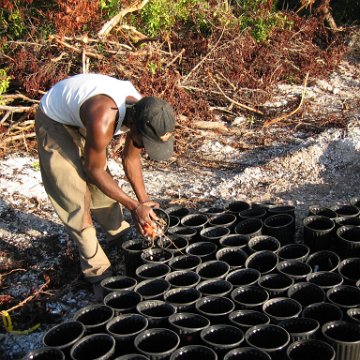 2nddaymangroves_002