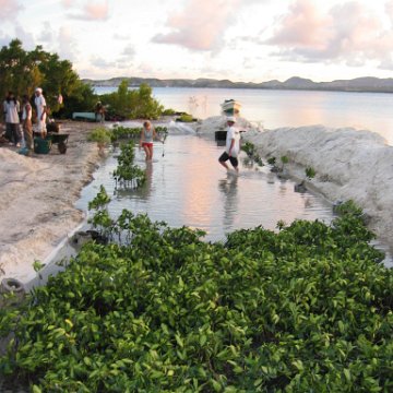 2nddaymangroves_006 2nddaymangroves_006