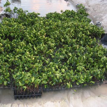 2nddaymangroves_007 2nddaymangroves_007