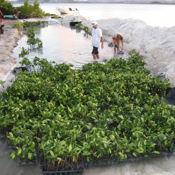 2nddaymangroves_009 2nddaymangroves_009