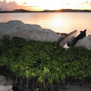 2nddaymangroves_011 2nddaymangroves_011