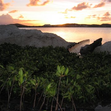 2nddaymangroves_013 2nddaymangroves_013