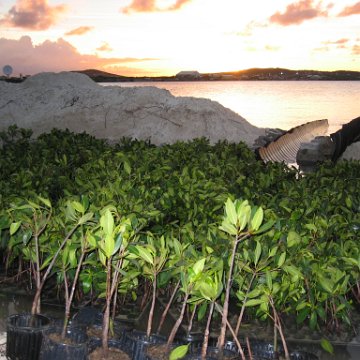 2nddaymangroves_014 2nddaymangroves_014