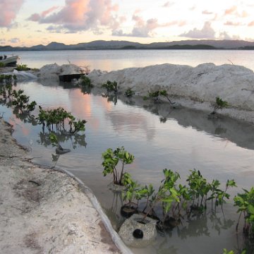 2nddaymangroves_015 2nddaymangroves_015