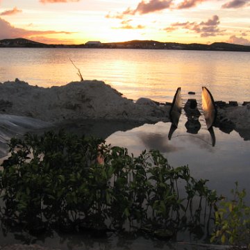 2nddaymangroves_018 2nddaymangroves_018