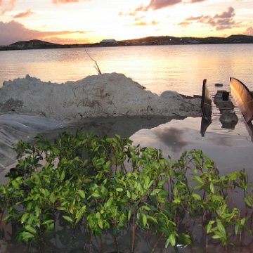 2nddaymangroves_019 2nddaymangroves_019