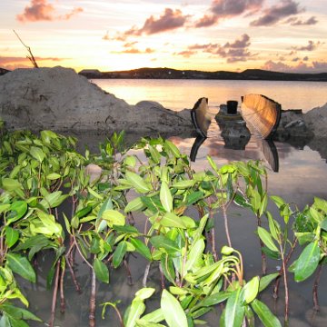 2nddaymangroves_020 2nddaymangroves_020