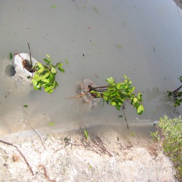 2nddaymangroves_021 2nddaymangroves_021