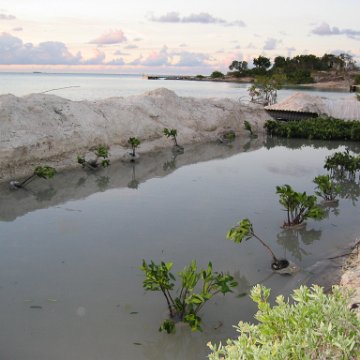 2nddaymangroves_022 2nddaymangroves_022