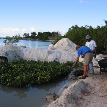 2nddaymangroves_028 2nddaymangroves_028