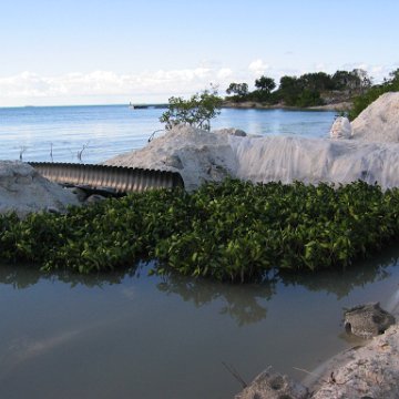 2nddaymangroves_029 2nddaymangroves_029