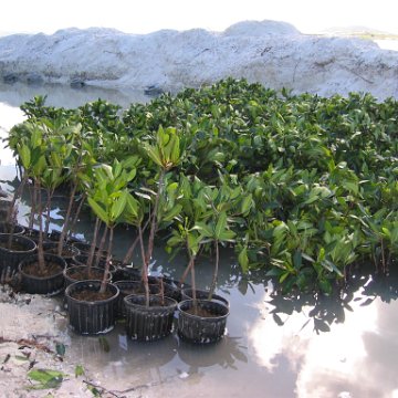 2nddaymangroves_030 2nddaymangroves_030