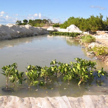 2nddaymangroves_032 2nddaymangroves_032