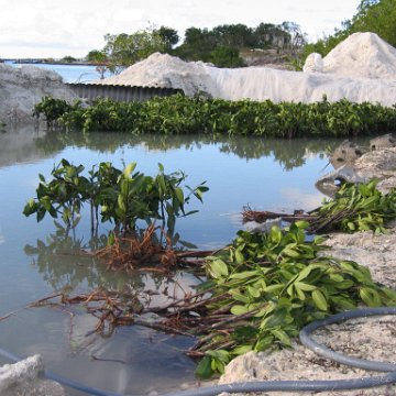 2nddaymangroves_038 2nddaymangroves_038
