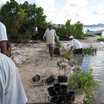 2nddaymangroves_042 2nddaymangroves_042