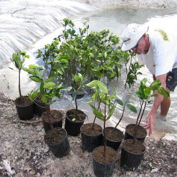 2nddaymangroves_045 2nddaymangroves_045